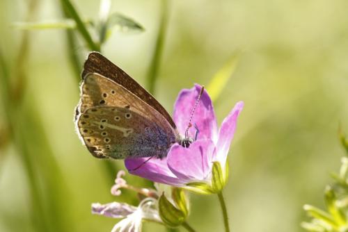 Aricia eumedon